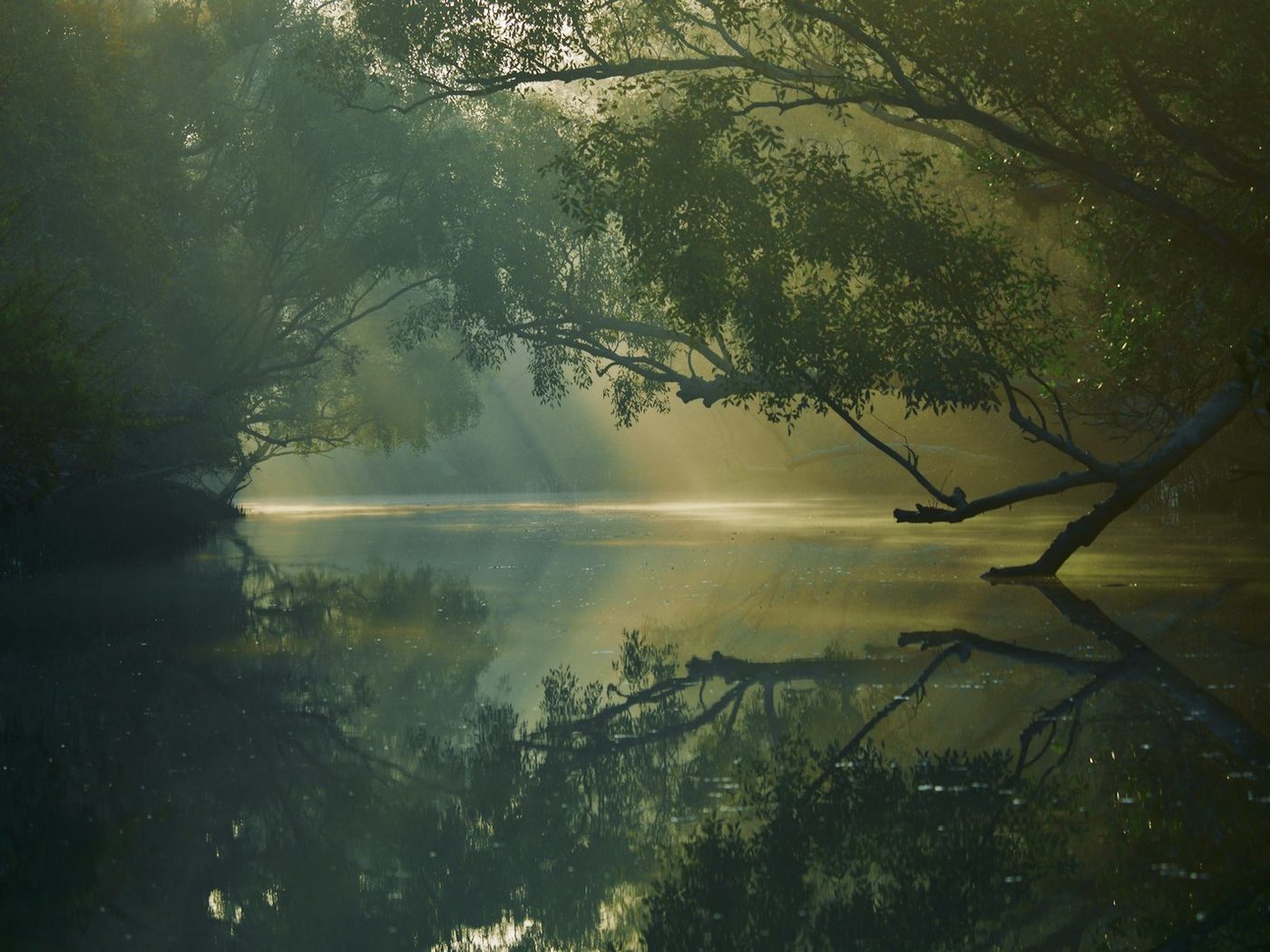 Water and mangrove forest in the Sundarbans, Bangladesh